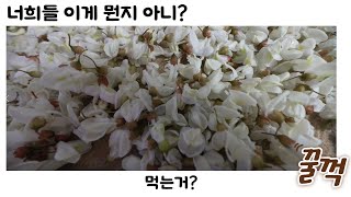 아까시아