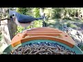 vinguys smart bird feeder set up