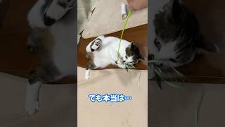 短足な福ちゃんの秘密！【猫動画】