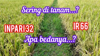 Kekurangan dan kelebihan Dari Inpari 32 VS IR 66