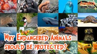 Why endangered animals should be protected?