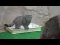 おねえさんまだかニャ【コマヌルseason 2】part53　マヌルネコの子猫@那須どうぶつ王国 pallas’s cat kitten💕