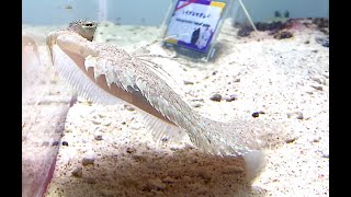 トゲダルマガレイ　Leopard flounder　　Bothus pantherinus