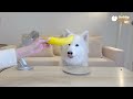 『samoyed asmr』picky dog eating challenge samoyed dobby is free