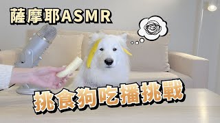 『Samoyed ASMR』Picky Dog Eating Challenge(Samoyed Dobby is free)