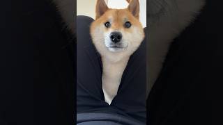 股の間からやってきたなんか食べたい犬 #shiba #dog