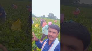 शेतात मुंग तोडणी🌱 jay#khandesh #shorts #viral #viralvideo #gajananmanishavolgs