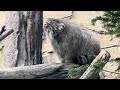 pallas s cat ポリーちゃんとレフくん♪ マヌルネコ　那須どうぶつ王国にて　2024年12月31日