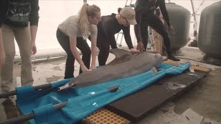 Dolphin Gets Released One Year After Being Found Stranded on Beach