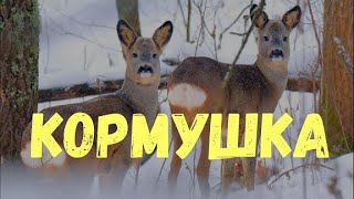 ЭКСПЕРИМЕНТАЛЬНЫЙ СОЛОНЕЦ!!! Наблюдаем кто ходит летом, осенью и зимой!