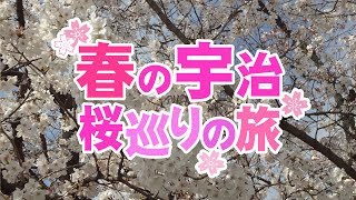 春の宇治桜巡り旅（2018/03/27）