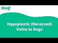 Hypoplastic (Recessed) Vulva in Dogs | Wag!