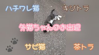 【猫】お出迎えしてくれるハチワレ猫のハチ君＆サビ猫のビスケ＆キジトラのソラ君＆茶トラのサスケ☆フルバージョン☆【癒し】