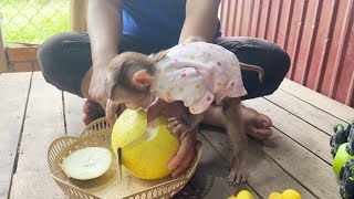 Baby Monkey Tori Very Eagerly Grabbing Grapfruit While Mom Peeling