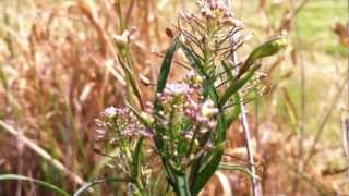 Virginia Pepperweed (Lepidium Virginicum) / Peppergrass - 2012-06-02