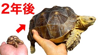 The growth speed of tortoise that have been kept for two years is too fast.