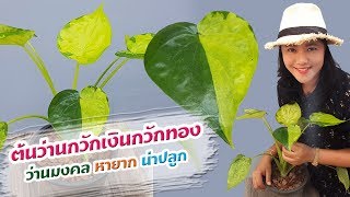 ต้นว่านกวักเงินกวักทอง  ว่านมงคลหายาก น่าปลูก |เปิดโลกออนไลน์ Ep.111| Aranya Channel