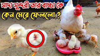 মা মুরগি কেন তার বাচ্চাকে মেরে ফেলতে চাই _ নূরের পোষা প্রাণী