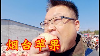 山东烟台苹果大量上市 ，带你看看收购价怎么样，看完后别吃惊！Yantai Apple