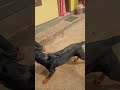 ഈ അണ്ണൻ എന്തുവാ ഈ കാണിക്കുന്നത് 🤣🤣🤣🤭 short dog funny youtube