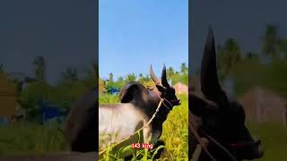 💥ATHIRA KAALAI💯MASS ENTRY #jallikattu #how #videoviral #trending #salem #143 #king