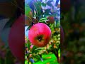 kashmiri apple kahmir apple garden delicious