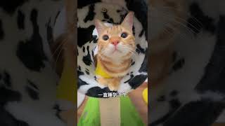 星期天不上班的有吗？阿福是只橘猫