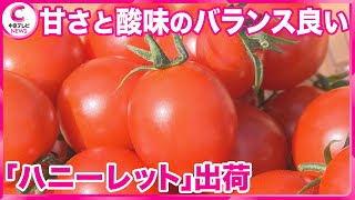 【ミニトマト「ハニーレット」の出荷】 甘さと酸味のバランスが良く、鮮やかな赤い色が特徴　愛知・豊川市