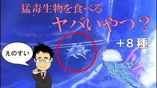 毒クラゲを食べる激レア生物にウツボに化ける魚？新江ノ島水族館の生き物たちを解説！【水族館】【えのすい】