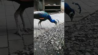 今日の孔雀20230714②（peacock・मोर）#shorts