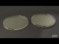 Bacterial Transformation in ABE
