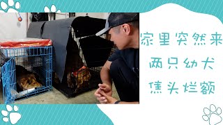 两只性格完全不同的幼犬，训练以及对待的差别，幼犬寄养第一天