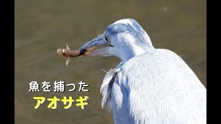 [4K60P]魚を捕らえたアオサギ／Ｋ川