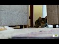 Has Monty Stopped Eating Everything in Sight? | My Cat From Hell