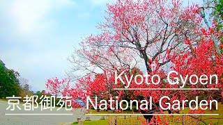 【散歩】京都御苑 梅 Kyoto Gyoen National Garden 京都御所 #GoPro