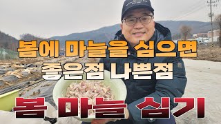 봄마늘 심기. 봄에 마늘을 심으면 좋은점 나쁜점