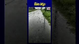 వజ్రపు కోనేరు  గ్రామంలో చేపల వర్షం#telugunews #newsupdates #fish #rains #trending #viral #shot