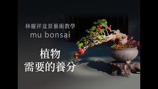 春∣如何養健康 植物需要的養分 ◤林慶祥盆景藝術教學◢ Bonsai in Taiwan