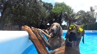 BEST Pets of the Summer 🤣| Funniest Cats and Dogs