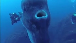 Facts: The Ocean Sunfish (Mola mola)