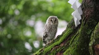 野間の大ケヤキ　フクロウ　2017