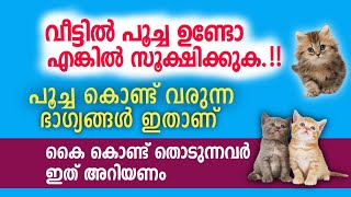 പൂച്ചയെ വളർത്തുന്നവർ ഇത് എന്തായാലും കാണണം #cat  #islamicspiritual #islamic