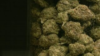 Washtenaw County prosecutor to no longer charge people with marijuana offenses