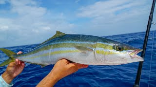 How To Fillet Rainbow Runner (Hawaiian Salmon)