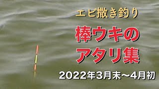 エビ撒き釣りで良型のチヌ・スズキ！2022年3月末〜4月初