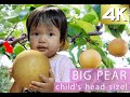 Niitaka pear review Japanese pear as big as a child's head!