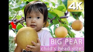 Niitaka pear review Japanese pear as big as a child's head!