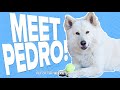 Pet Rescue of the Week: Pedro