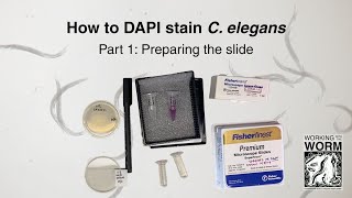 How to DAPI Stain C. elegans Part 1: Preparing the Slide