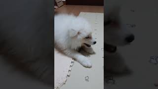 #サモエド #samoyed #るったん